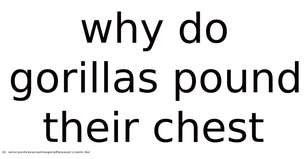 Why Do Gorillas Pound Their Chest