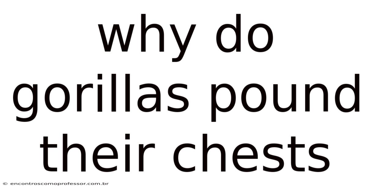 Why Do Gorillas Pound Their Chests