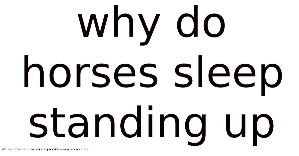 Why Do Horses Sleep Standing Up