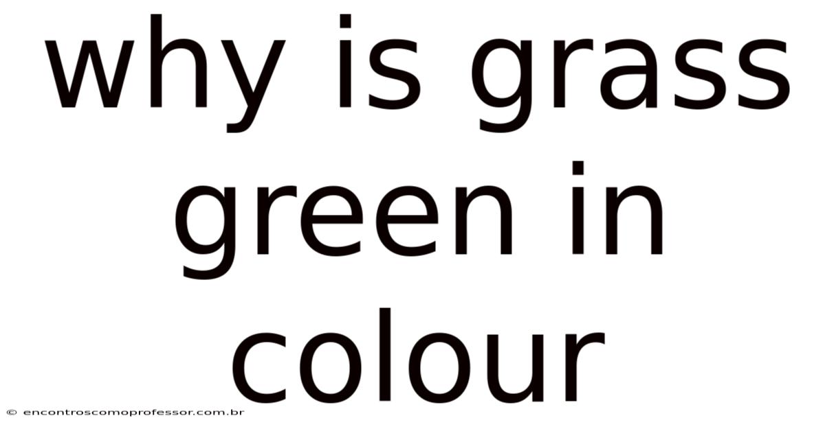Why Is Grass Green In Colour