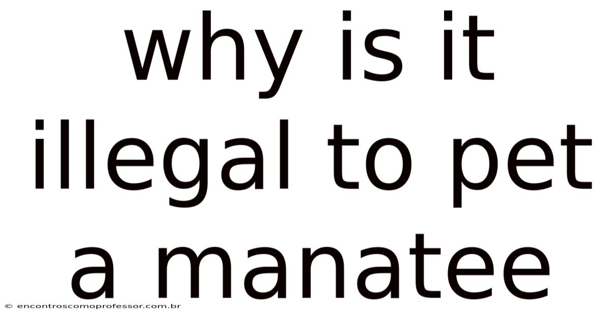 Why Is It Illegal To Pet A Manatee