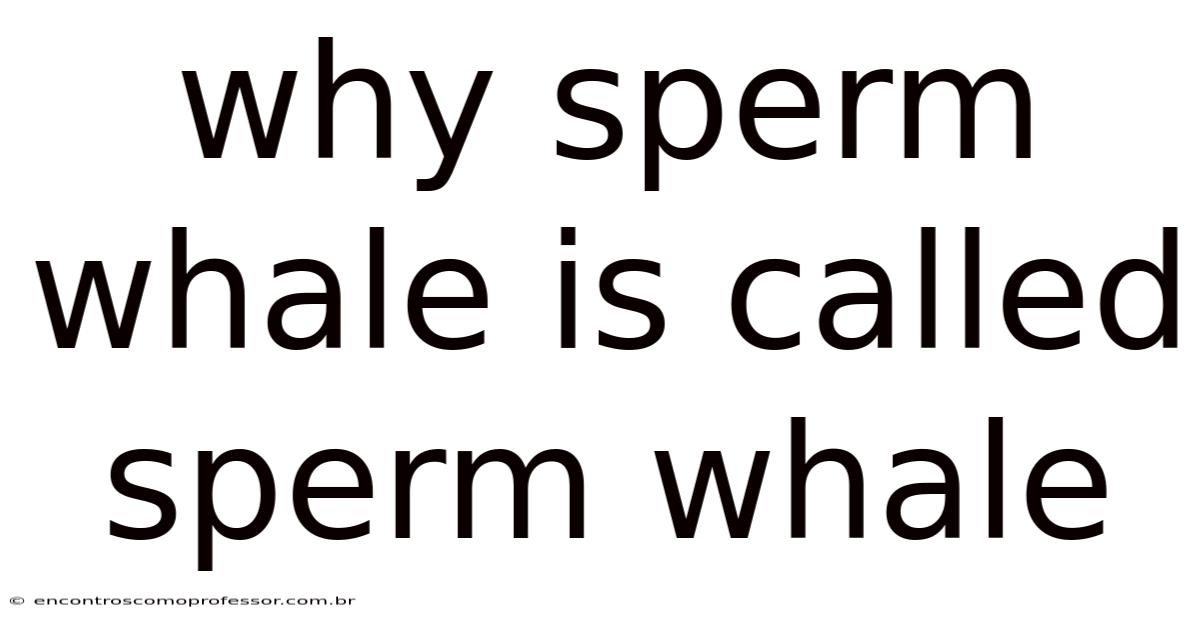 Why Sperm Whale Is Called Sperm Whale