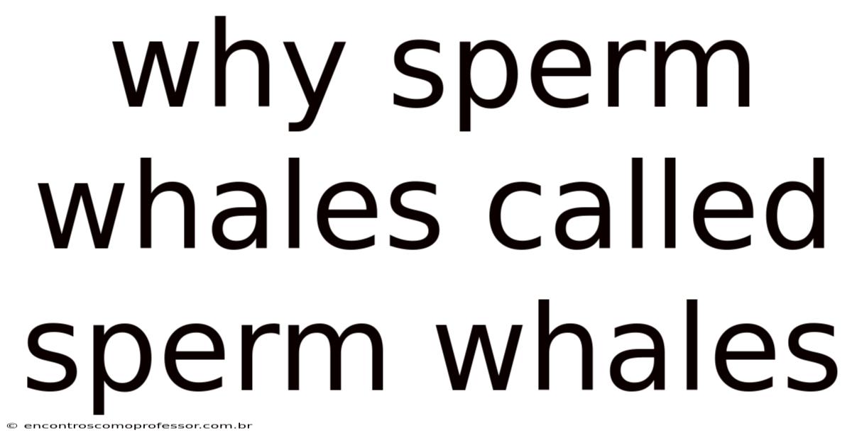 Why Sperm Whales Called Sperm Whales